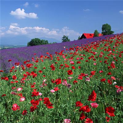 澳门威斯尼斯WNS888入口app下载